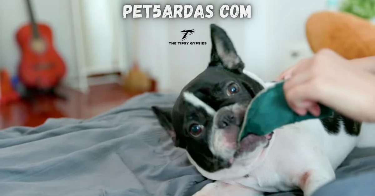 pet5ardas com