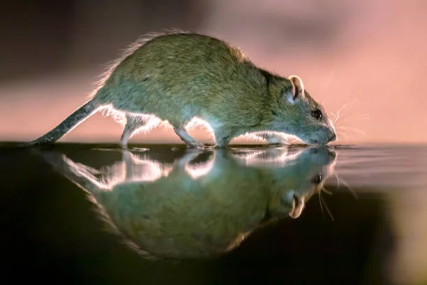 Rat Control Vancouver Effective Strategies for Urban Pest Management