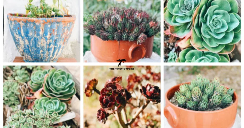 Suçculent Beauty: Exploring Resilient Plants for Homes and Deserts