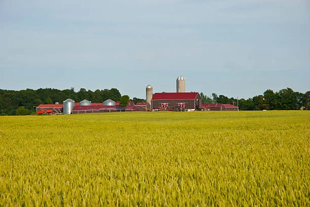 Farms in Ontario: Key Insights and Agricultural Trends