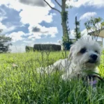 How to Stop a Neighbor’s Dog From Pooping on Your Lawn: Practical Tips & Solutions