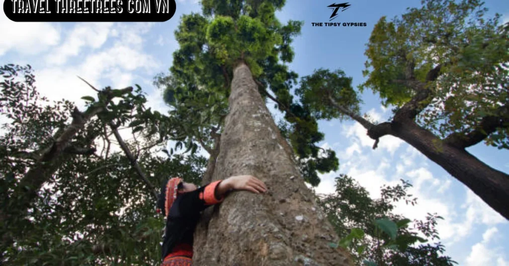 Travel threetrees com vn: How Specialized Portals Redefine Modern Travel