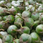 Byadi: Linking Russia’s Hidden Selo to India’s Iconic Red Chilli Region