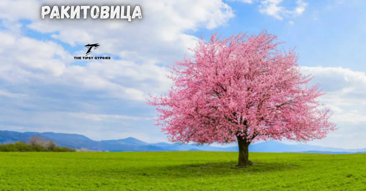 ракитовица