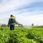 How Farmers Protect Crops From Weather, Pests, and Spoilage